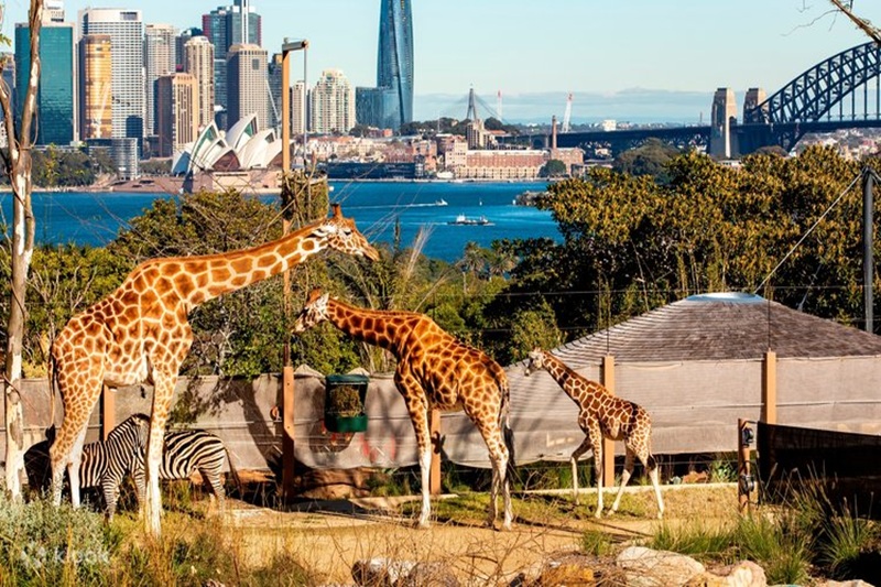 vườn thứ Taronga Zoo Sydney - tour Úc 5n4đ của Kibitravel